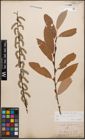 Foto von Salix caprea L. x Salix purpurea L.